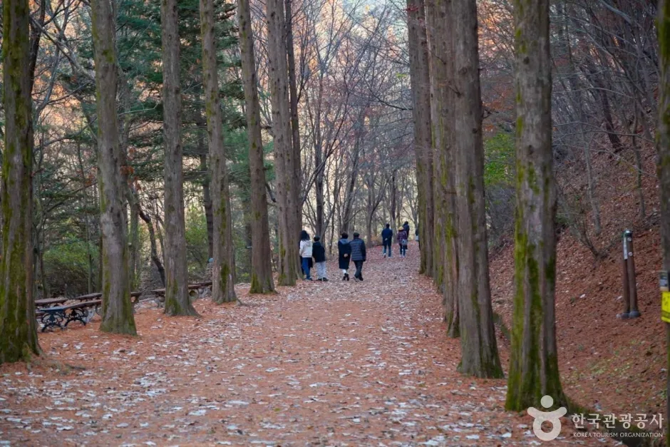 상소동 산림욕장 (9)