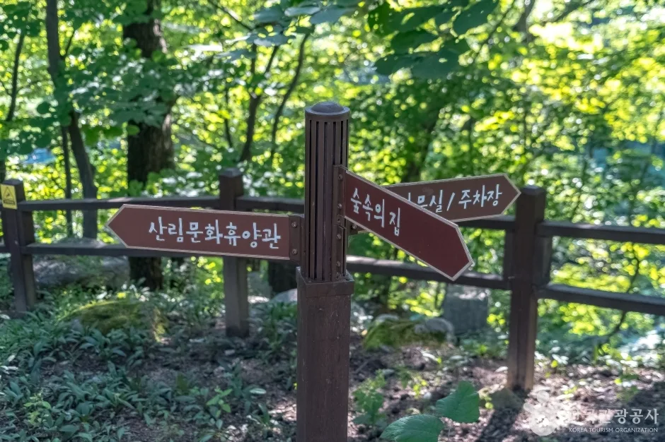 국립 대관령자연휴양림 (10)