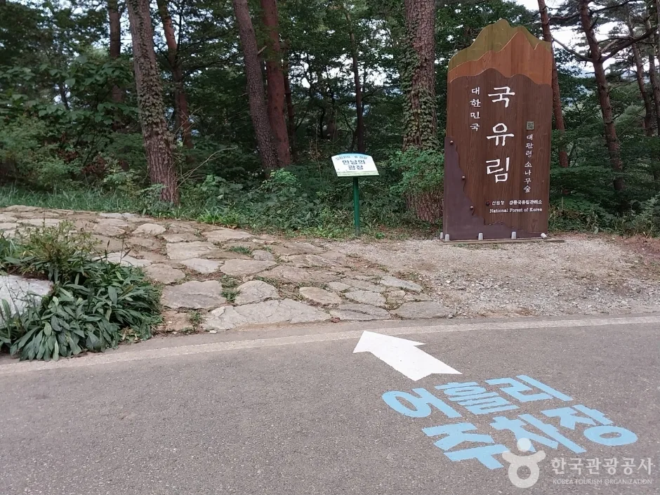 국립 대관령자연휴양림_2