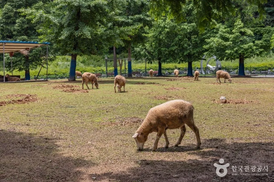 인천_늘솔길공원양떼목장 (6)