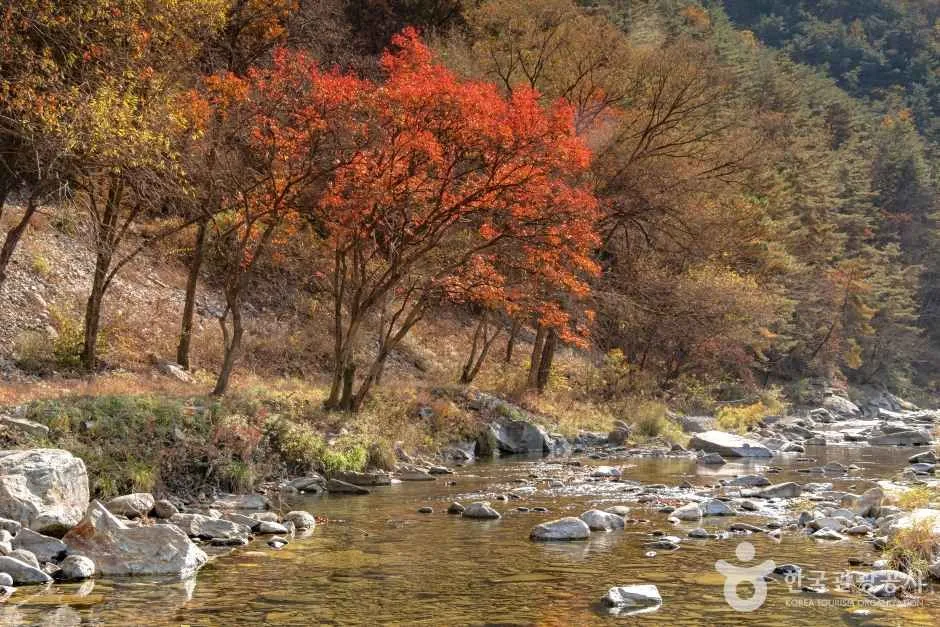 강원_영월군_김삿갓 계곡 (3).jpg