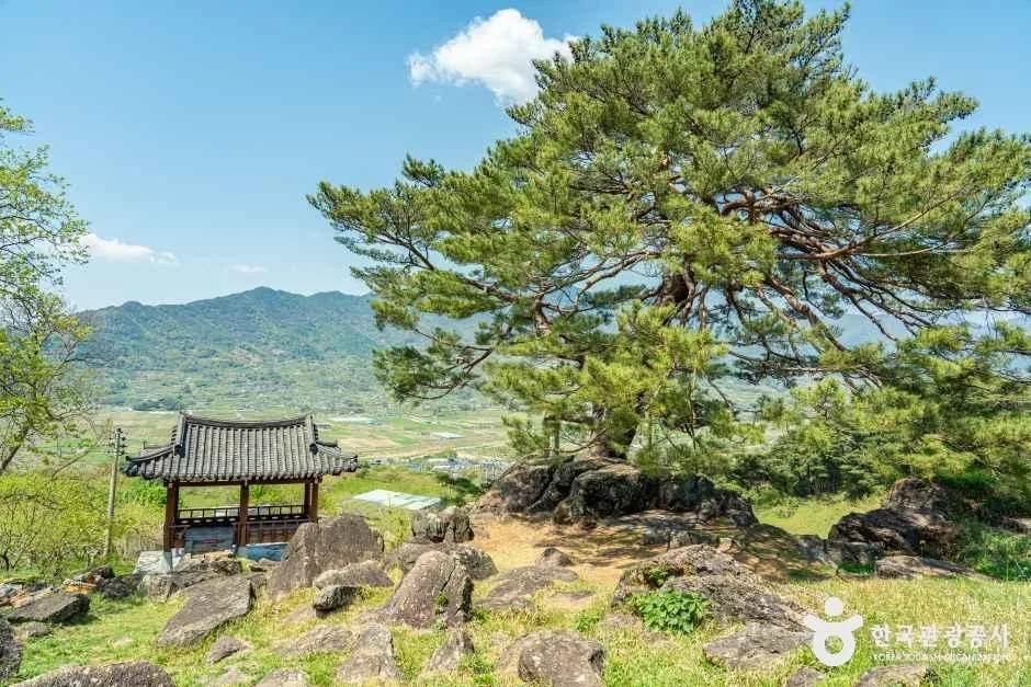 하동_하동 축지리 문암송(악양문암송) (4).jpg