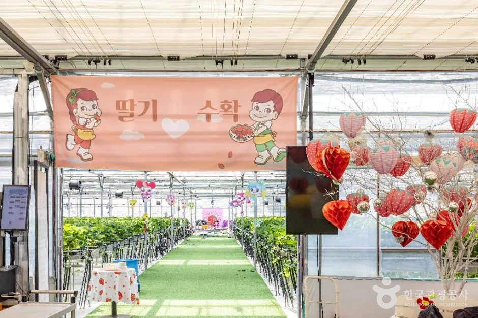 논산_또로롱딸기 (4)