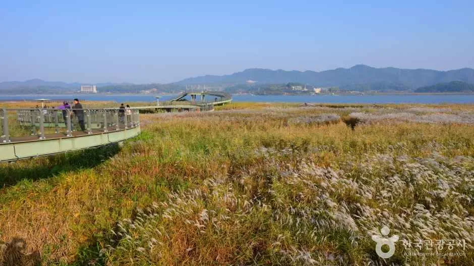 신성리 갈대밭
