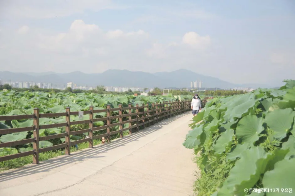 대구_동구_반야월연꽃단지 (1).jpg