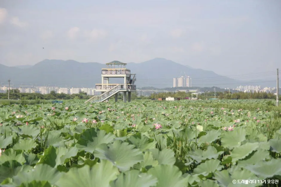 대구_동구_반야월연꽃단지 (2).jpg