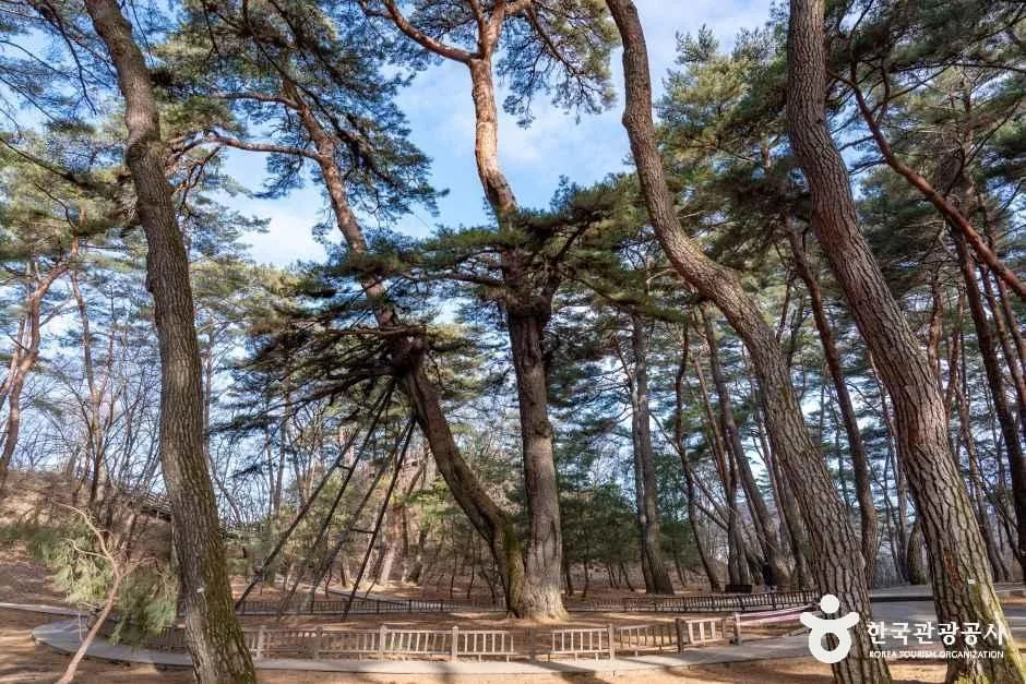 청령포 (3)