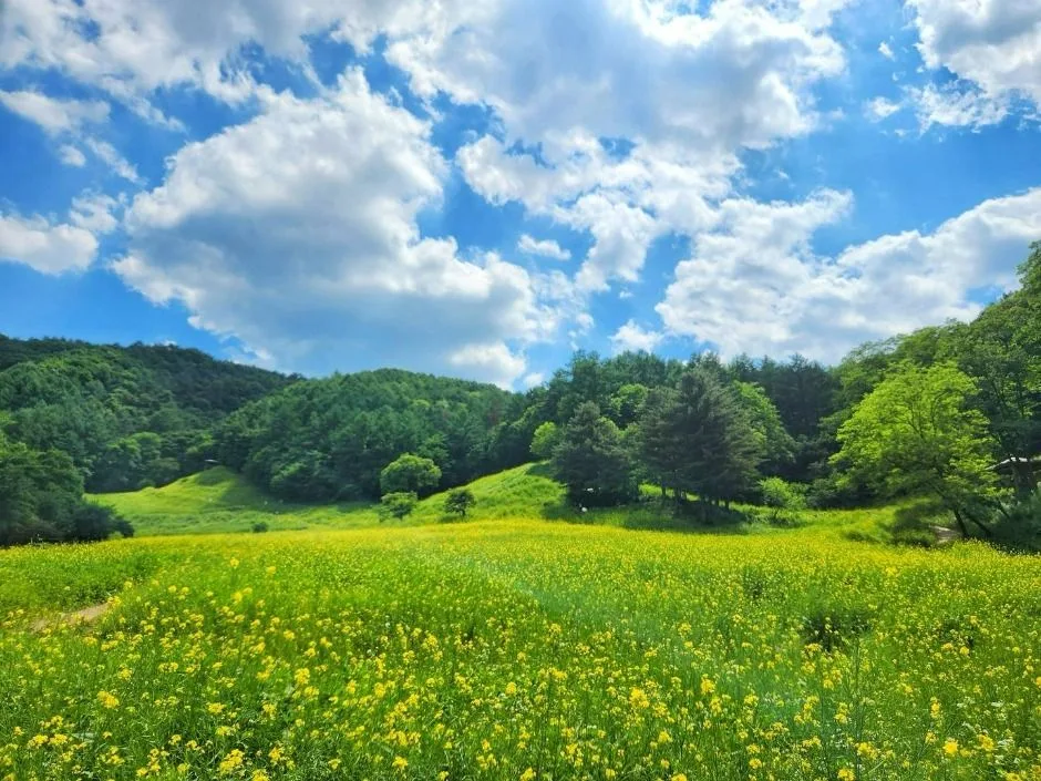 청주_추정리 메밀밭 (3)