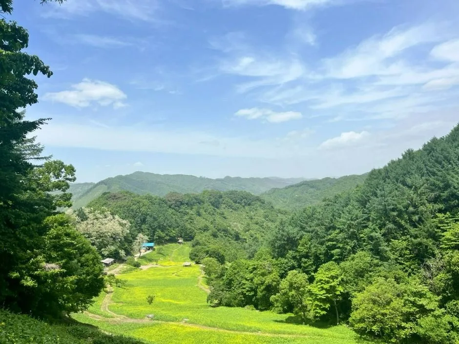청주_추정리 메밀밭 (2)