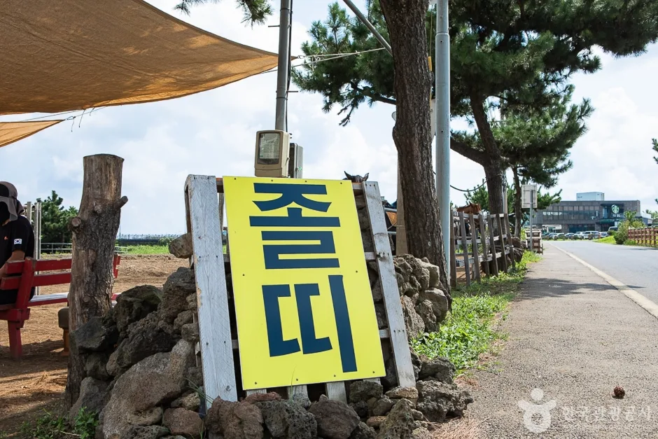 졸띠유채밭 (1)