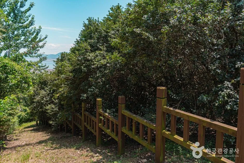 부안_부안 도청리 호랑가시나무군락 (1)