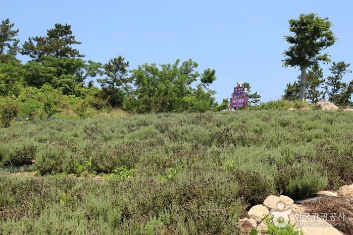 전남_신안_1보 3컷 인생샷 성지, 보라색 파도치는 반월도·박지도_11