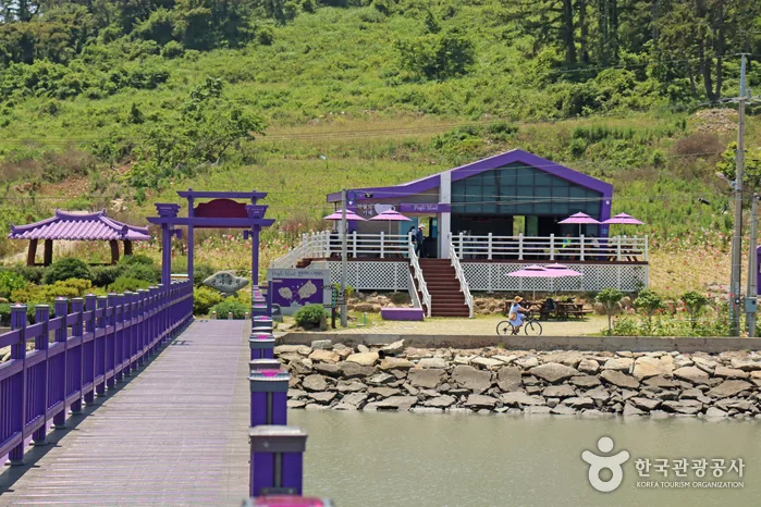 전남_신안_1보 3컷 인생샷 성지, 보라색 파도치는 반월도·박지도_18