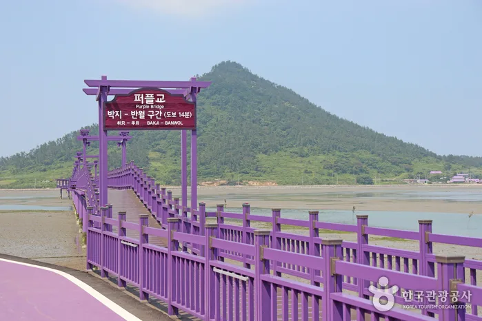 전남_신안_1보 3컷 인생샷 성지, 보라색 파도치는 반월도·박지도_05