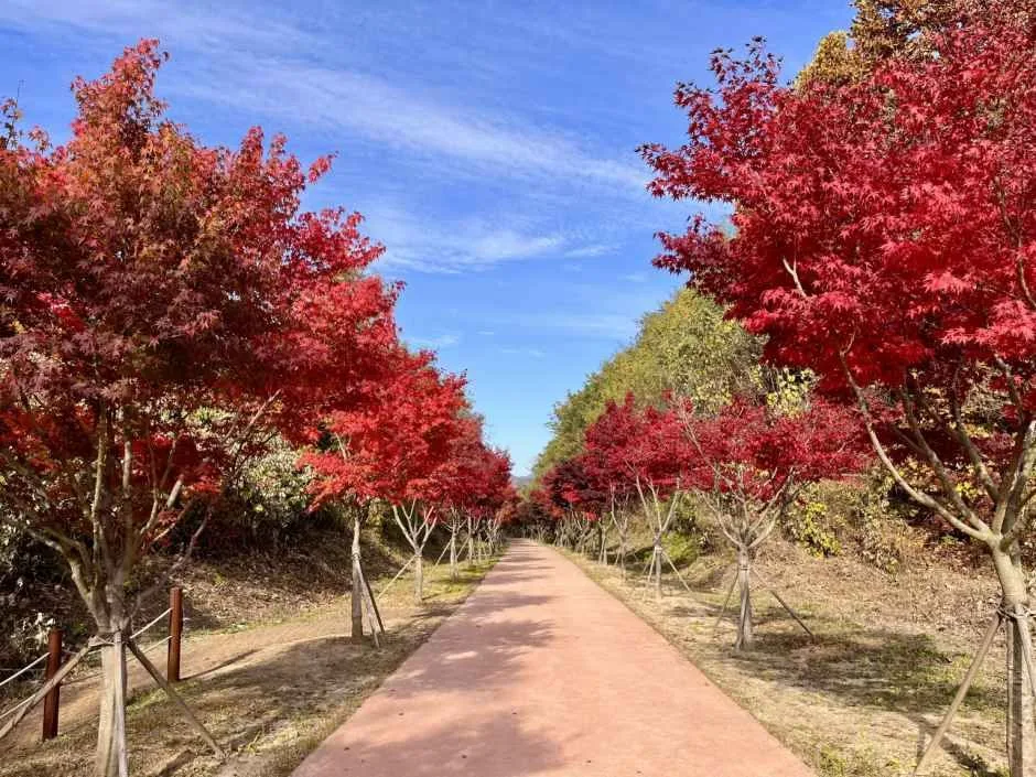 원주_치악산 바람숲길 (1)