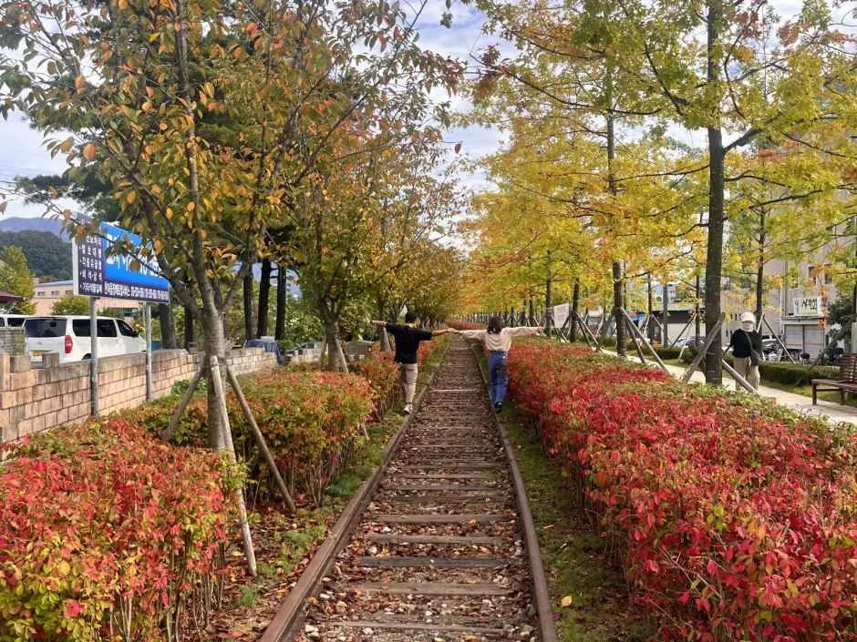 원주_치악산바람길숲 (3).JPG