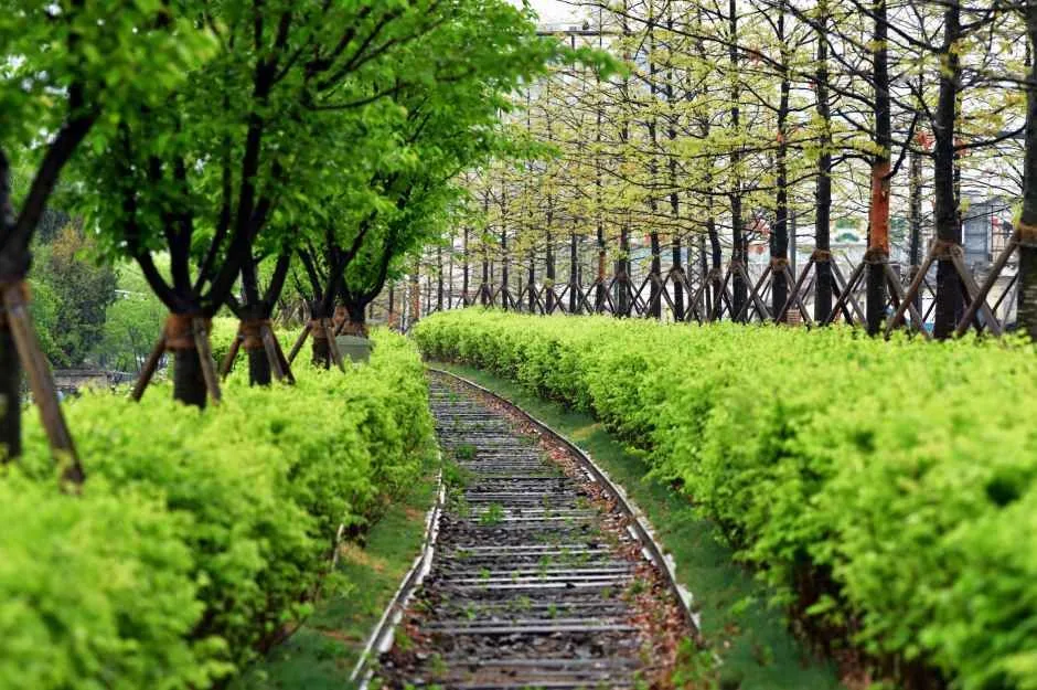 원주_치악산바람길숲 (5).jpg