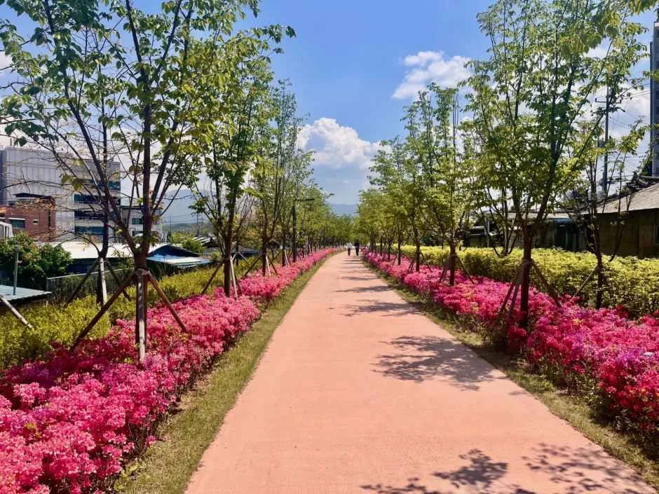 원주_치악산바람길숲 (1).jpg