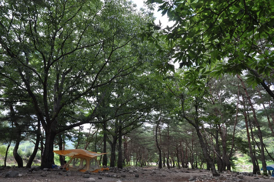 경남_산청군_송정숲_전경 (4)