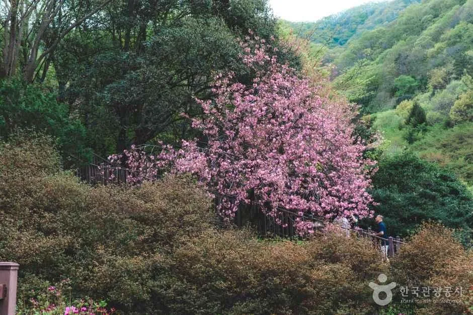 전북_완주_대아수목원_분재원2.jpg