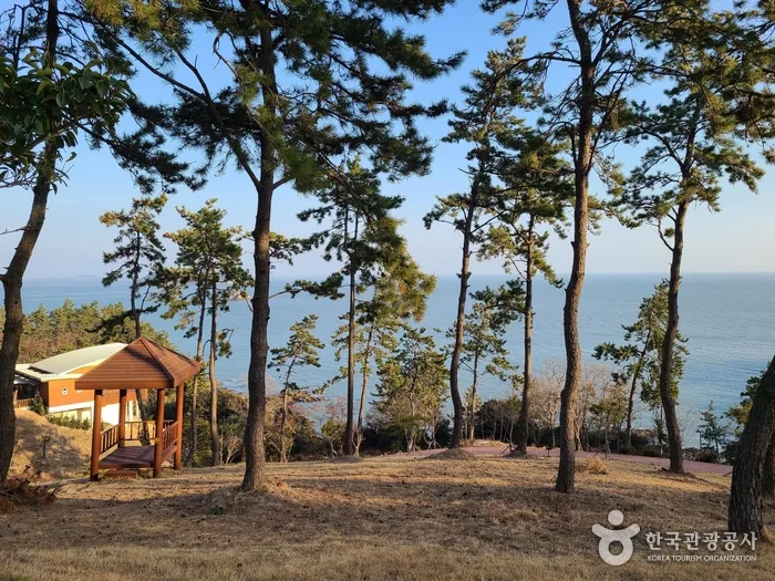 진도