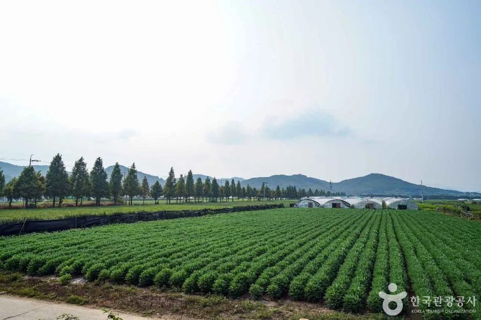 사천녹차단지 (6)