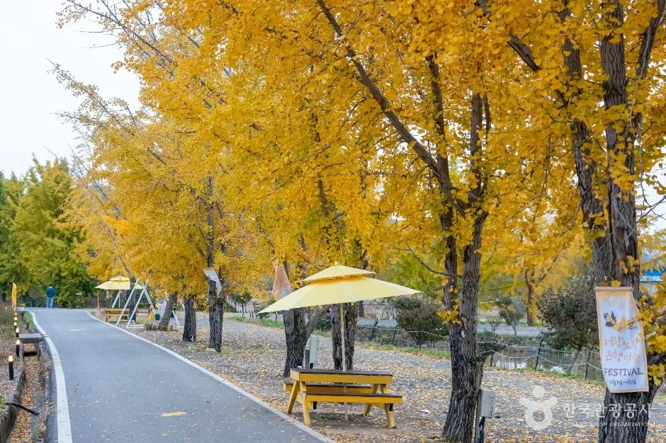 보령_청라 은행마을 (보령) (4)