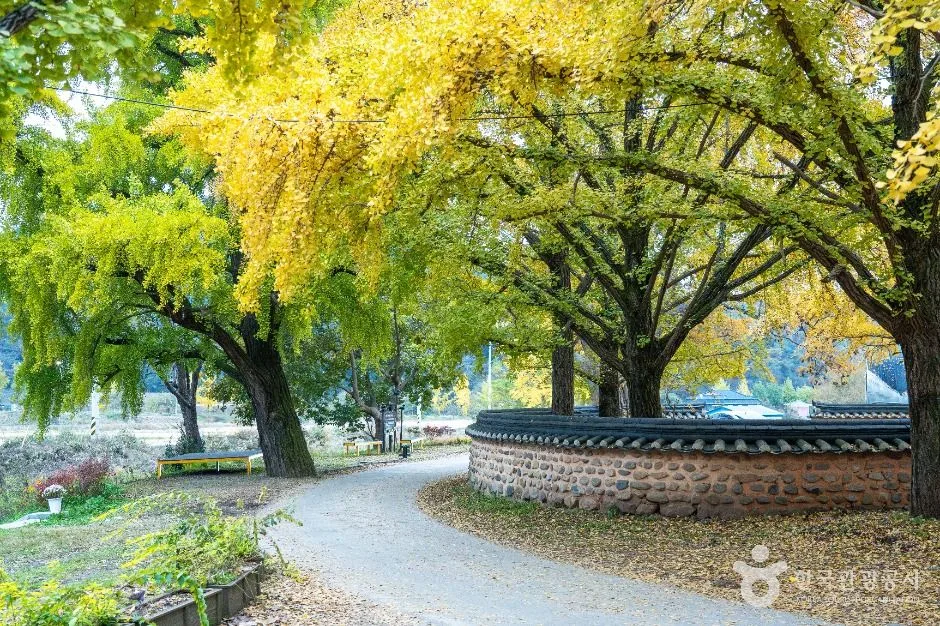보령_청라 은행마을 (보령) (6)