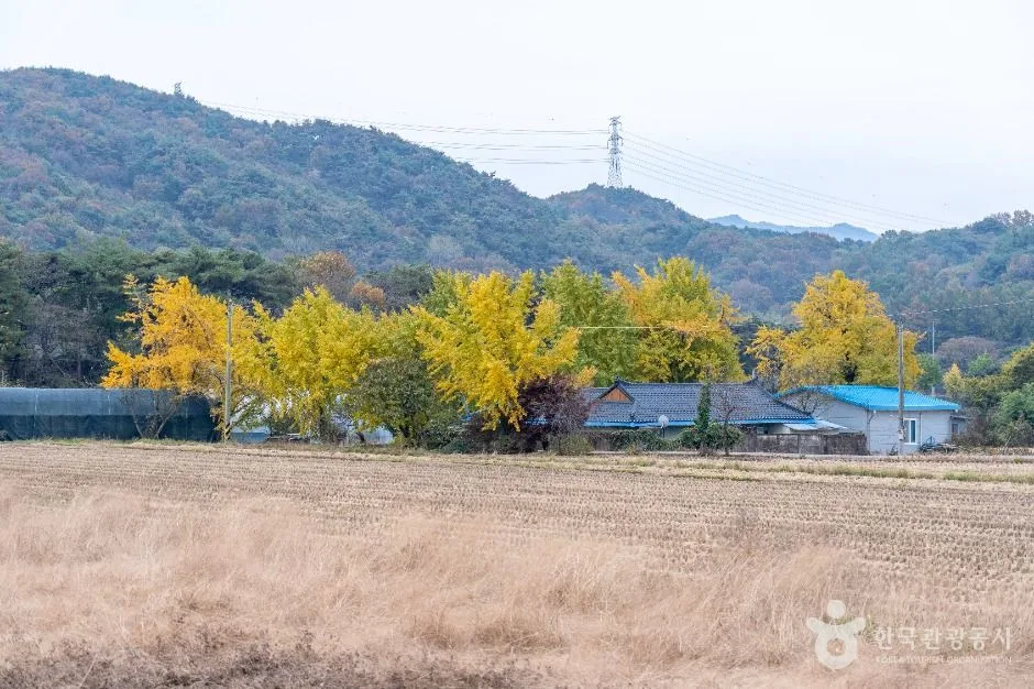 보령_청라 은행마을 (보령) (1)