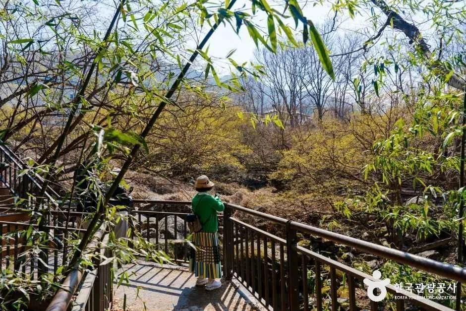 구례_구례 산수유마을 (8)