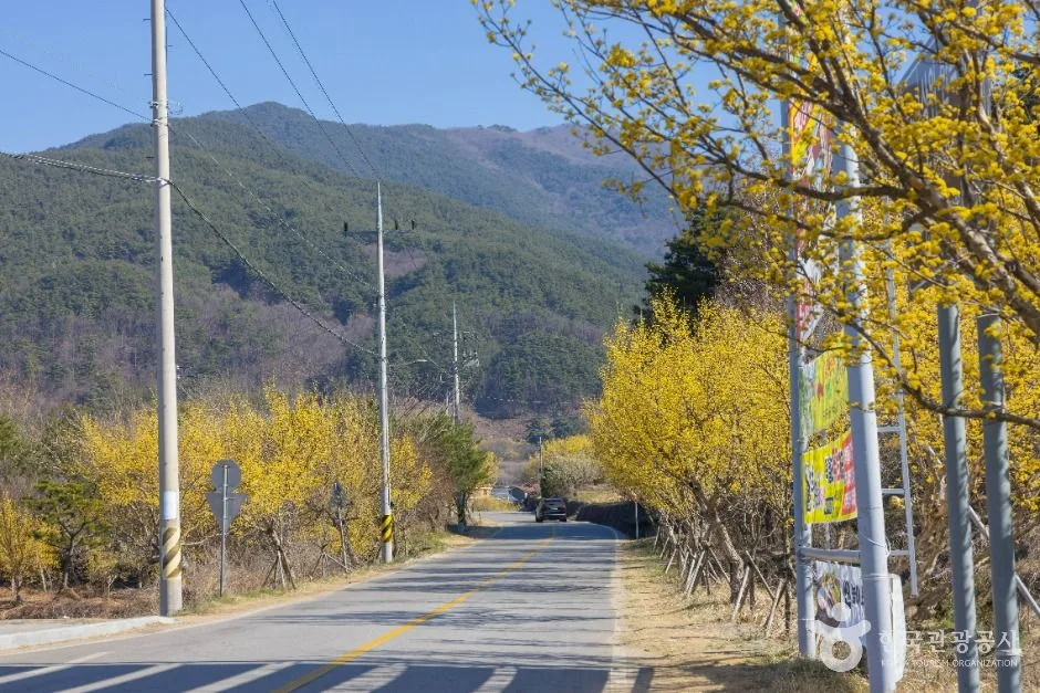 구례_구례 산수유마을 (3)