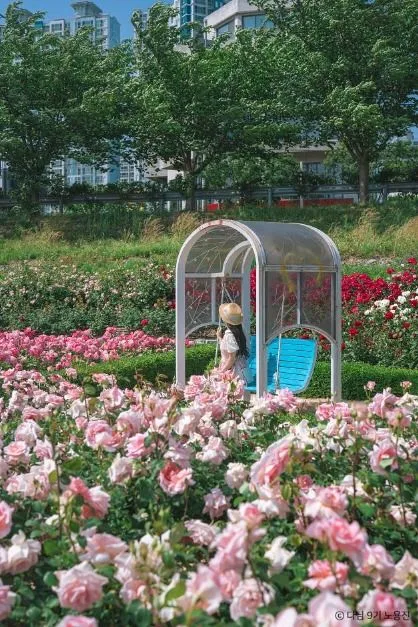 포항_형산강 장미원 (6)