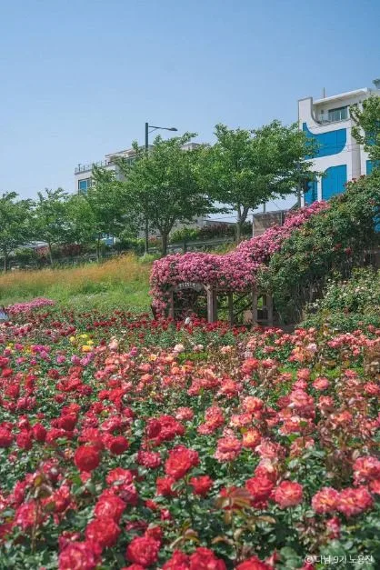 포항_형산강 장미원 (2)