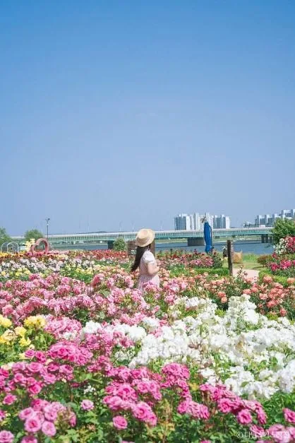 포항_형산강 장미원 (5)