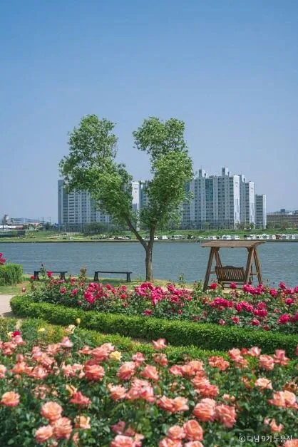 포항_형산강 장미원 (3)