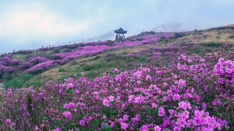 산청_황매산(산청) (5)