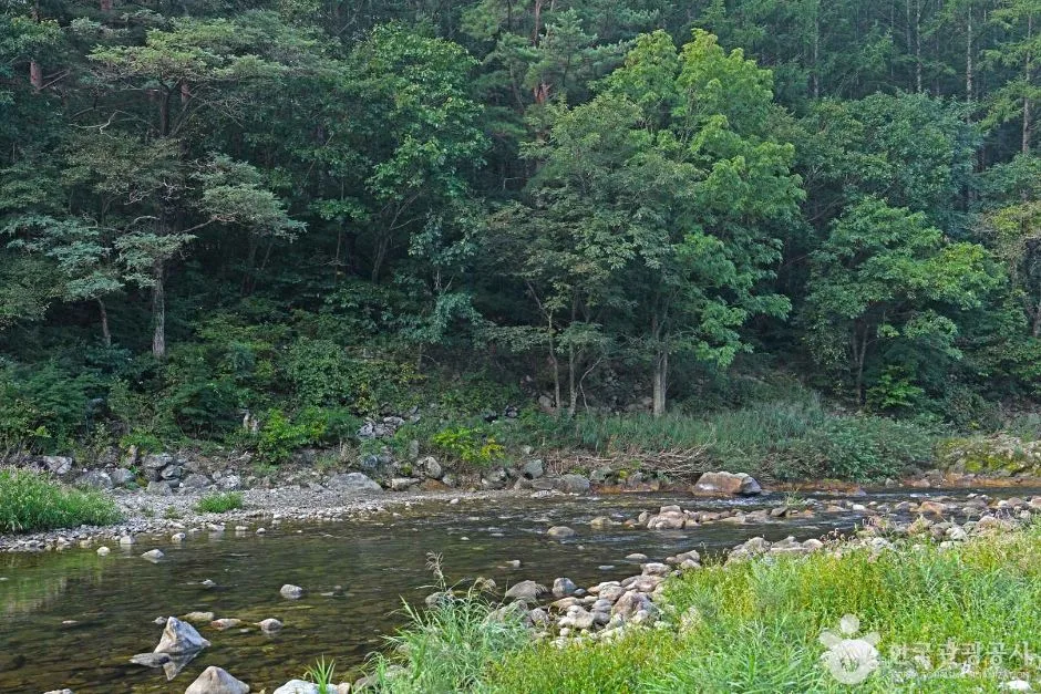 인제 아침가리계곡 (5)