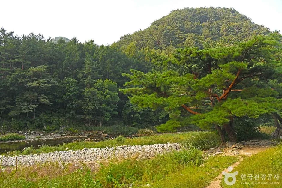 인제 아침가리계곡 (6)