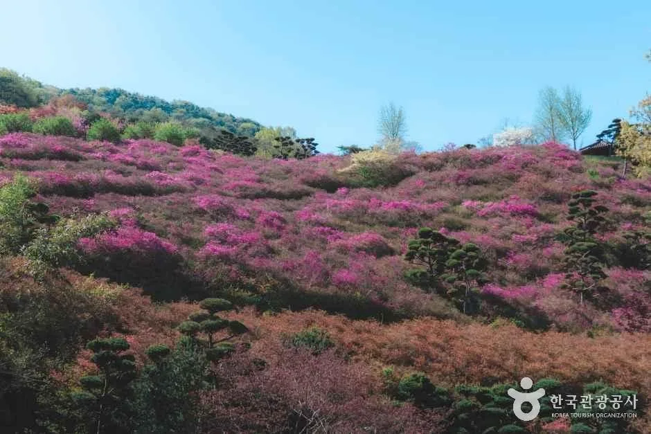 완주 화산꽃동산 (4)