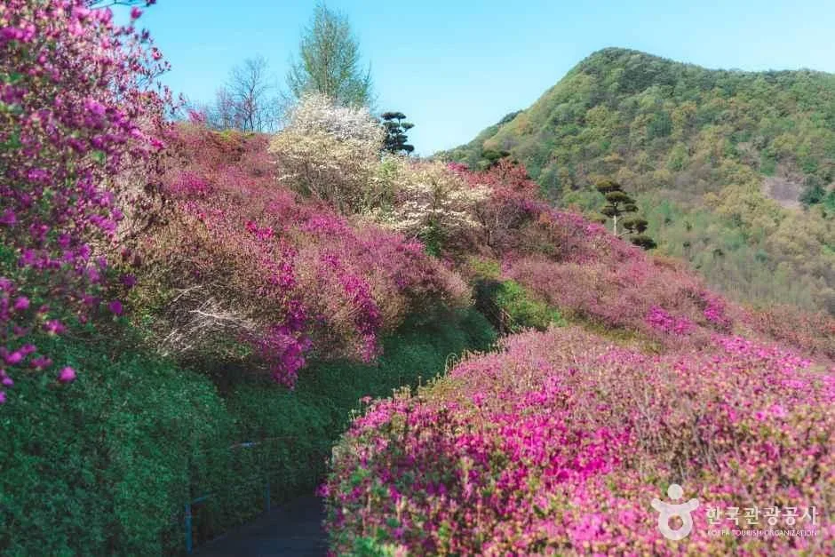 완주 화산꽃동산 (5)