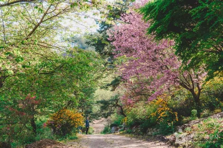 전북_완주_완주 화산꽃동산_철쭉군락지4.jpg