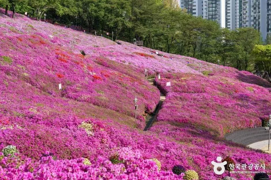 군포_철쭉동산 (2).jpg