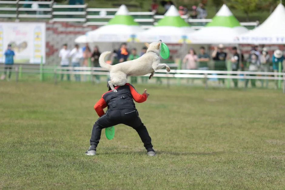 진도개테마파크_5