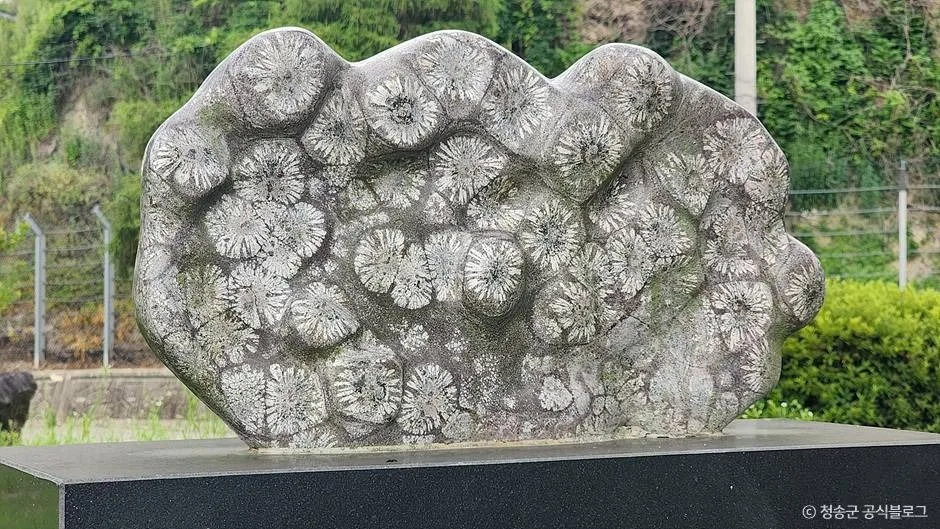 청송_파천 구상화강암 (청송 국가지질공원) (4)