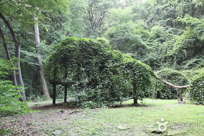 서울_창덕궁 다래나무 (3).jpg