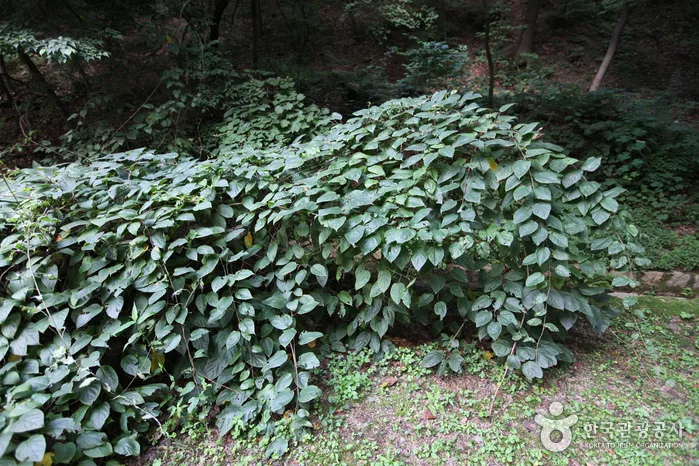 서울_창덕궁 다래나무 (2).jpg