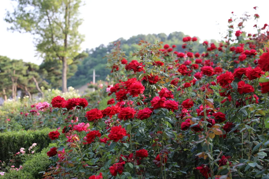 상주_함창명주테마파크공원 (7).jpg