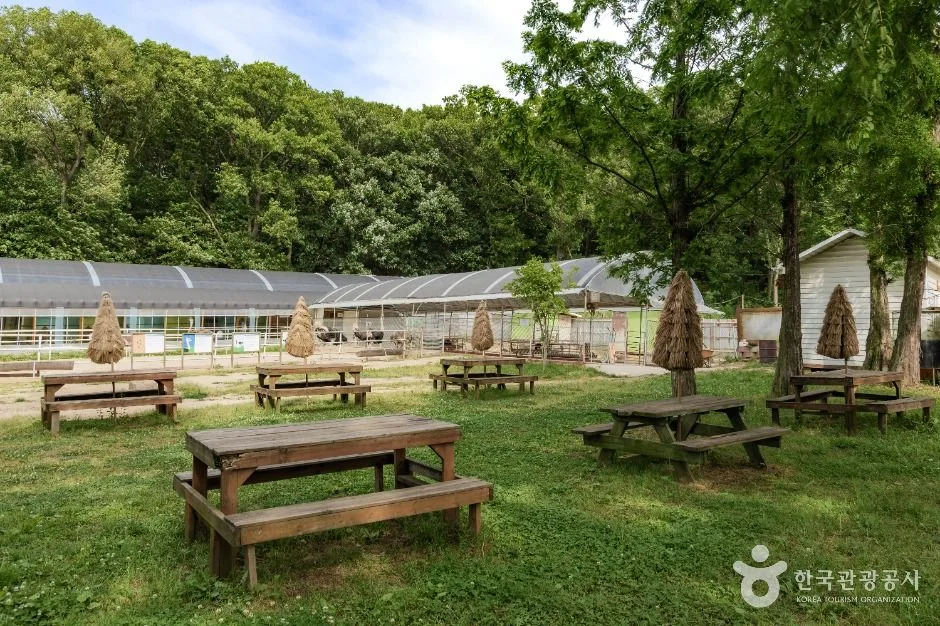 파주_우농타조농장 (4)
