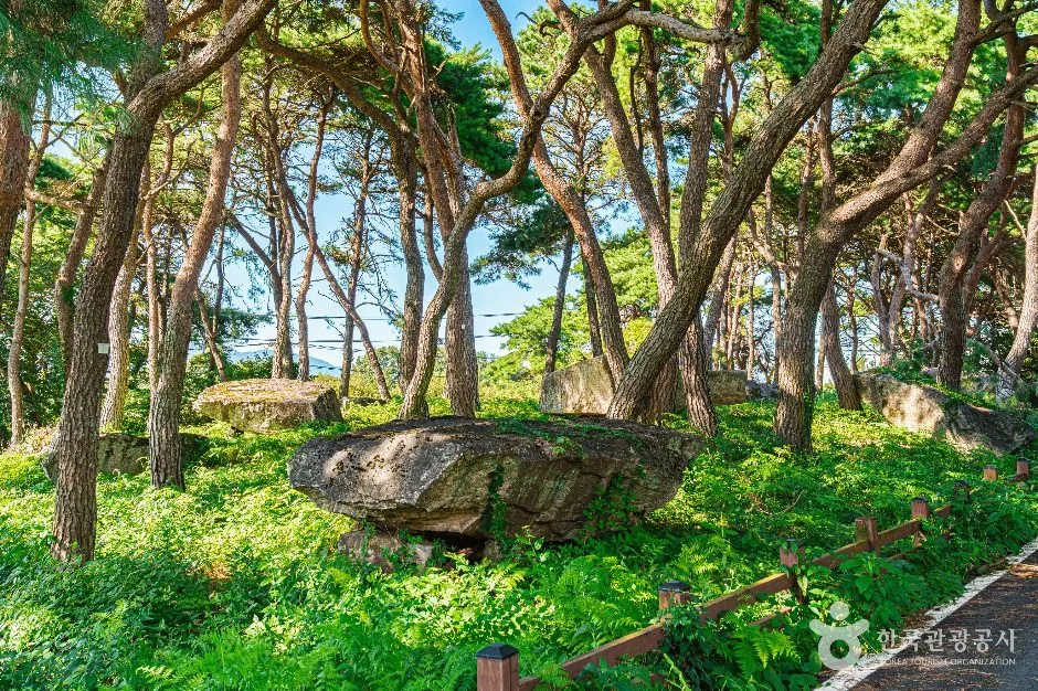 함평_함평 용월리 지석묘군 (4)