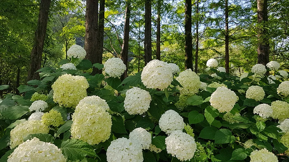 평강랜드_14